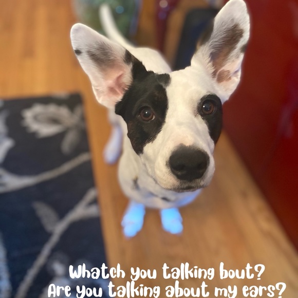 FOLLOW US TO 400K  🌟🌟🌟 THANK YOU ❤️✨❤️✨❤️ PLEASE TAG & SHARE ❤️❤️❤️ - Picture 7 of 16